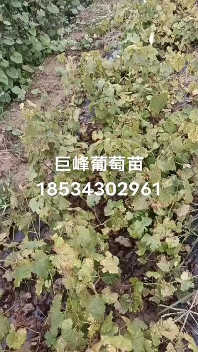 出售早熟巨峰葡萄苗。药用连翘苗，科研五号优质种苗，2/5年苗，药用连翘树，挂果树，全国包邮到家！财富密码18534302961