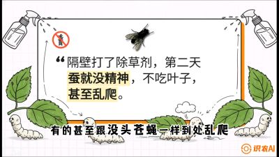 第05节：养蚕人的&ldquo;排雷战&rdquo;&mdash;&mdash;除草剂的生死禁忌，课程：《桑海淘金：桑树高产与蚕桑安全进阶实战课》