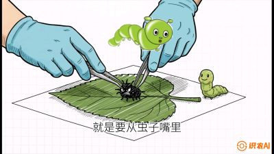 第07节：虫口夺叶（下）&mdash;&mdash;不得不打药时的&ldquo;解毒术&rdquo;，课程：《桑海淘金：桑树高产与蚕桑安全进阶实战课》