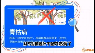 第08节：看不见的杀手&mdash;&mdash;青枯病与萎缩病，课程：《桑海淘金：桑树高产与蚕桑安全进阶实战课》