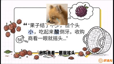 第10节：甜蜜的科学&mdash;&mdash;膨大、增甜与转色，课程：《桑海淘金：桑树高产与蚕桑安全进阶实战课》
