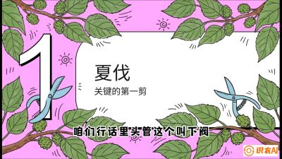 第11节：叶果双收&mdash;&mdash;特殊的夏伐与冬伐，课程：《桑海淘金：桑树高产与蚕桑安全进阶实战课》