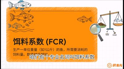 第五节：【高端单品&middot;鳜鱼】&ldquo;饲料鳜&rdquo;技术：打破吃活饵的高成本魔咒，课程：《黄金鳞甲：2025中国淡水鱼高效养殖实战营》