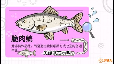 第六节：【老品升级&middot;脆肉鲩】如何让草鱼身价翻倍？，课程：《黄金鳞甲：2025中国淡水鱼高效养殖实战营》