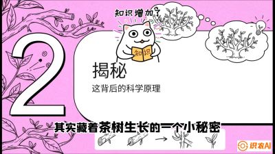第04节（修剪篇）：树势复活术：从&ldquo;越剪越弱&rdquo;到&ldquo;枝繁叶茂&rdquo;的能量管理与夏秋茶逆袭，课程：《茶金时代：从&ldquo;看天吃饭&rdquo;到&ldquo;精准控局&rdquo;的茶叶高产提质实战课》