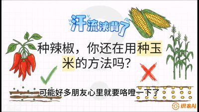 第1节：【品种定江山】工业辣椒vs小米辣：底肥公式与密度陷阱的&ldquo;百万生意经&rdquo;，课程：《辣椒种植实战特训营，从工业辣椒到精品小米辣，教你如何把&ldquo;草&rdquo;种成&ldquo;金&rdquo;》
