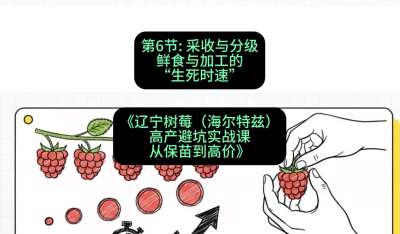 第六节： 采收与分级&mdash;&mdash;鲜食与加工的&ldquo;生死时速&rdquo;，课程：《辽宁树莓（海尔特兹）高产避坑实战课：从保苗到高价》