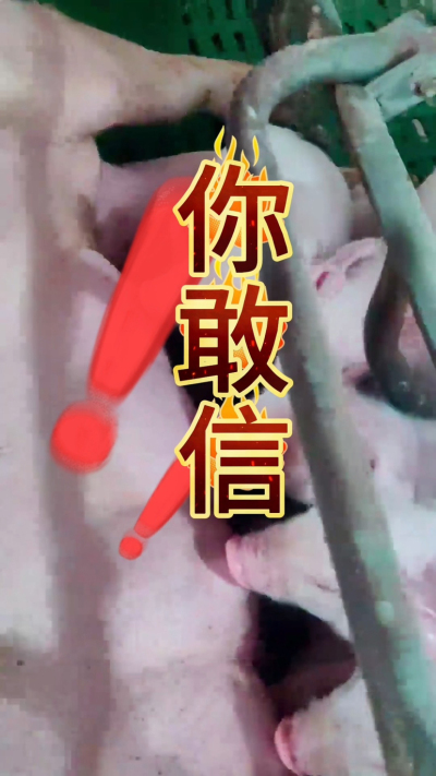 小猪抢不到奶，干瘦不长肉？成活率总上不去？😭
自从用上南商农科这款仔猪补奶机，再也没这烦恼！
✅ 一键设置下料参数，新手也能上手
✅ 恒温补奶，小猪抢着喝，长势超均匀
从车间精工组装到猪场落地使用，每