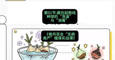 第01节：赢在起跑线&mdash;&mdash;种球的&ldquo;洗澡&rdquo;与&ldquo;消毒&rdquo;，课程：《卷丹百合&ldquo;无病高产&rdquo;植保实战课》#识农AI