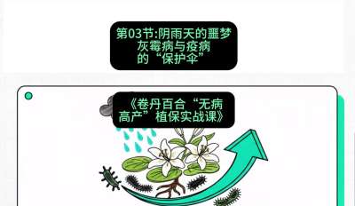 第03节：阴雨天的噩梦&mdash;&mdash;灰霉病与疫病的&ldquo;保护伞&rdquo;，课程：《卷丹百合&ldquo;无病高产&rdquo;植保实战课》#识农AI