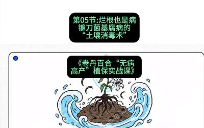 第05节：烂根也是病&mdash;&mdash;镰刀菌基腐病的&ldquo;土壤消毒术&rdquo; ，课程：《卷丹百合&ldquo;无病高产&rdquo;植保实战课》#识农AI