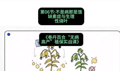 第06节：不是病那是饿&mdash;&mdash;缺素症与生理性烧叶 ，课程：《卷丹百合&ldquo;无病高产&rdquo;植保实战课》#识农AI