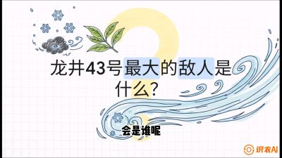 第04节：龙井双璧&mdash;&mdash;龙井43与群体种的差异化护养（重点），课程：《茗茶卫士&mdash;&mdash;茶叶病虫害绿色防控实战课》#识农AI