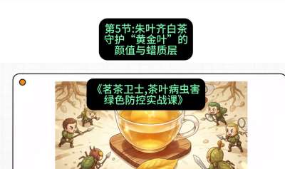 第05节：朱叶齐白茶&mdash;&mdash;守护&ldquo;黄金叶&rdquo;的颜值与蜡质层（重点），课程：《茗茶卫士&mdash;&mdash;茶叶病虫害绿色防控实战课》#识农AI