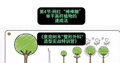 第04节：网红&ldquo;棒棒糖&rdquo;&mdash;&mdash;单干高杆植物的速成法，课程：《景观树木&ldquo;整形外科&rdquo;造型实战特训营》#识农AI