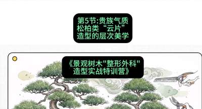 第05节：贵族气质&mdash;&mdash;松柏类&ldquo;云片&rdquo;造型的层次美学，课程：《景观树木&ldquo;整形外科&rdquo;造型实战特训营》#识农AI