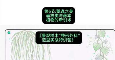 第06节：飘逸之美&mdash;&mdash;垂枝类与藤本植物的牵引术，课程：《景观树木&ldquo;整形外科&rdquo;造型实战特训营》#识农AI