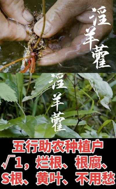 177，1907，0725，V 同号
1  老乡们！种淫羊藿不用乱买肥，咱这款专用肥，针对淫羊藿习性配的，壮苗防烂根，采收多卖钱，用过都回头！
2  咱种淫羊藿图的就是省心高产！专用肥薄肥勤施，苗不烧