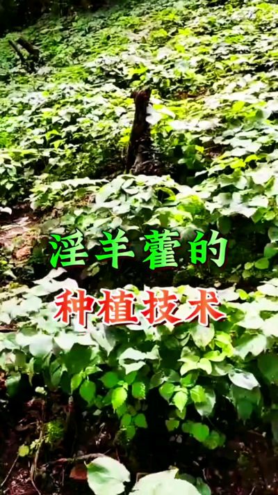 揭秘&ldquo;仙草&rdquo;淫羊藿的种植密码！耐严寒耐贫瘠，林下套种不占耕地，管理简单还能套种其他作物，一亩地的投入两亩地的收益～ 想返乡创业的赶紧码住！ #淫羊藿种植技术 #返乡创业项目 #药材种植指南 #农业新风