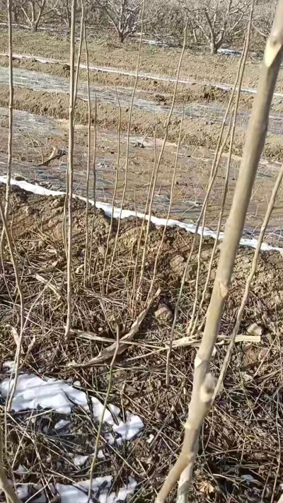 臭椿苗，一年苗，需要联系我，全国包邮到家。18534302961
