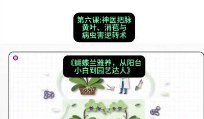 第六节：神医把脉：黄叶、消苞与病虫害逆转术，课程：《蝴蝶兰雅养六讲：从阳台小白到园艺达人》#识农AI