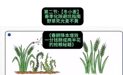 第二节：【冬小麦】春季化除避坑指南，野草死光麦不黄