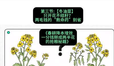 第三节：【冬油菜】只开花不结籽？两毛钱的&ldquo;救命药&rdquo;别省