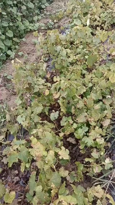 出售巨峰葡萄苗。药用连翘苗，科研五号优质种苗，2/5年苗，药用连翘树，挂果树，全国包邮到家！财富密码18534302961