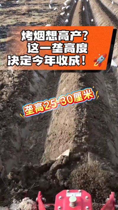 想让烤烟高产，就得从细节抓起。分享一点实打实的干货，只为帮大家少走弯路，种出好烟叶！🌱👍