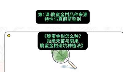 第1节：脆蜜金柑品种来源、特性与真假苗鉴别，课程：《脆蜜金柑怎么种？拒绝死苗与裂果，脆蜜金柑8步避坑种植法》#识农AI