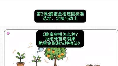 第2节：脆蜜金柑建园标准：选地、定植与改土，课程：《脆蜜金柑怎么种？拒绝死苗与裂果，脆蜜金柑8步避坑种植法》#识农AI