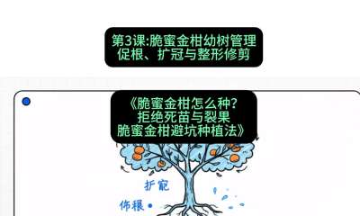 第3节：脆蜜金柑幼树管理：促根、扩冠与整形修剪，课程：《脆蜜金柑怎么种？拒绝死苗与裂果，脆蜜金柑8步避坑种植法》#识农AI