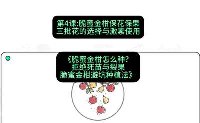 第4节：脆蜜金柑保花保果：三批花的选择与激素使用，课程：《脆蜜金柑怎么种？拒绝死苗与裂果，脆蜜金柑8步避坑种植法》#识农AI