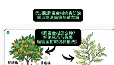 第5节：脆蜜金柑病害防治：重点防溃疡病与黄龙病，课程：《脆蜜金柑怎么种？拒绝死苗与裂果，脆蜜金柑8步避坑种植法》#识农AI