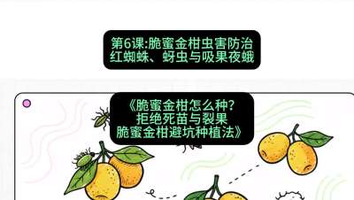 第6节：脆蜜金柑虫害防治：红蜘蛛、蚜虫与吸果夜蛾，课程：《脆蜜金柑怎么种？拒绝死苗与裂果，脆蜜金柑8步避坑种植法》#识农AI