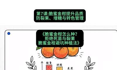 第7节：脆蜜金柑提升品质：防裂果、增糖与转色管理，课程：《脆蜜金柑怎么种？拒绝死苗与裂果，脆蜜金柑8步避坑种植法》#识农AI