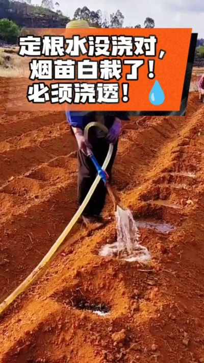 定根水没浇对，烟苗白栽啦！必须浇透。