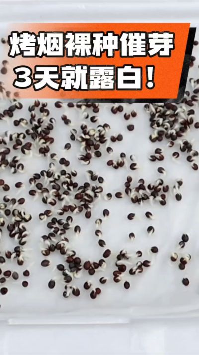 烤烟裸种催芽小技巧，清水浸泡、保温保湿，3天就能露白，出苗快又齐！烟农朋友收藏备用～