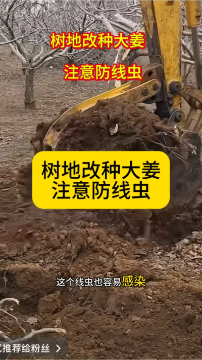 树地改种大姜，注意防线虫！