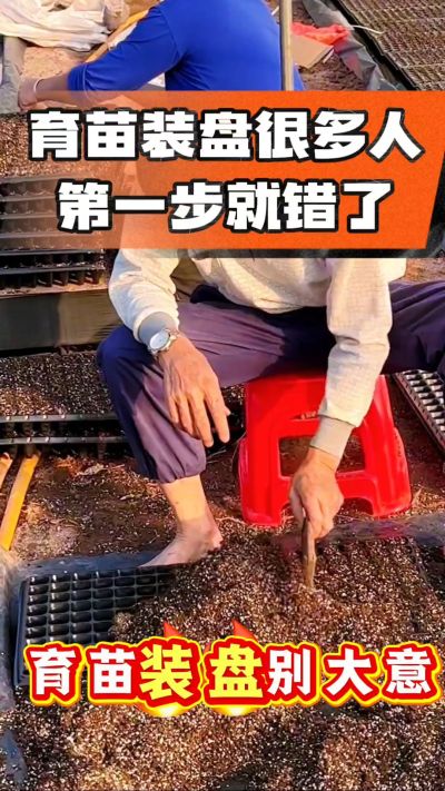 烤烟育苗基质装盘，一步做对，出苗整齐又壮苗！装盘技巧记牢，少走弯路，育苗更省心