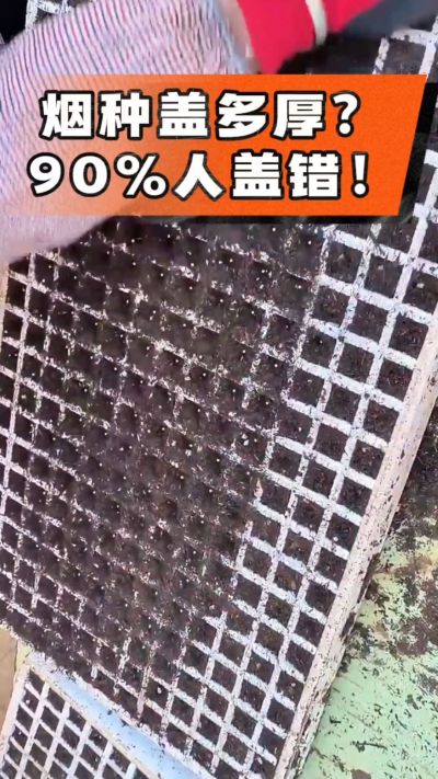 烟种盖多厚？90%烟农都盖错！薄盖才出苗齐、不闷种，烤烟育苗关键一步，照着做就对了