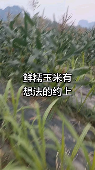 农户种植的白糯玉米大量上市，助农帮农在行动