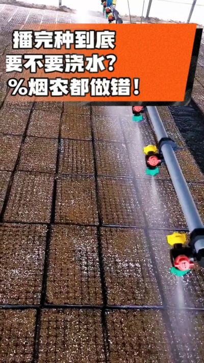 烤烟播完种一定要浇透底水，喷雾慢浇、别大水冲，盘底漏水才算到位，出苗又齐又壮！#烤烟育苗 #烤烟种植 #烟农干货 #育苗技术