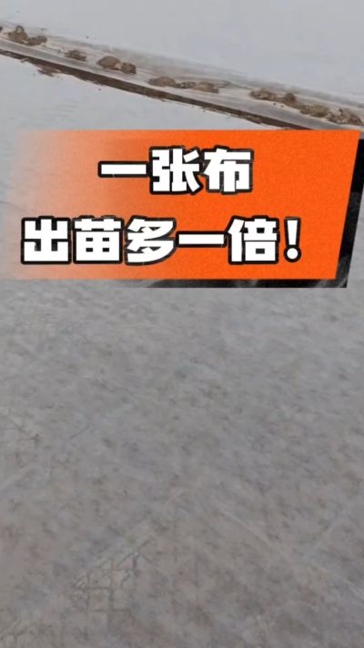 烤烟育苗盖无纺布，保温保湿出苗齐，不烂种、出苗快，烟农必备小技巧！