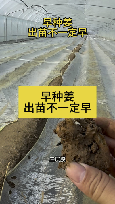 早种姜，出苗不一定早！