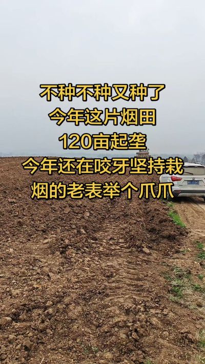 不种不种又种啦，还在咬牙坚持栽烟的老表集合啦！
