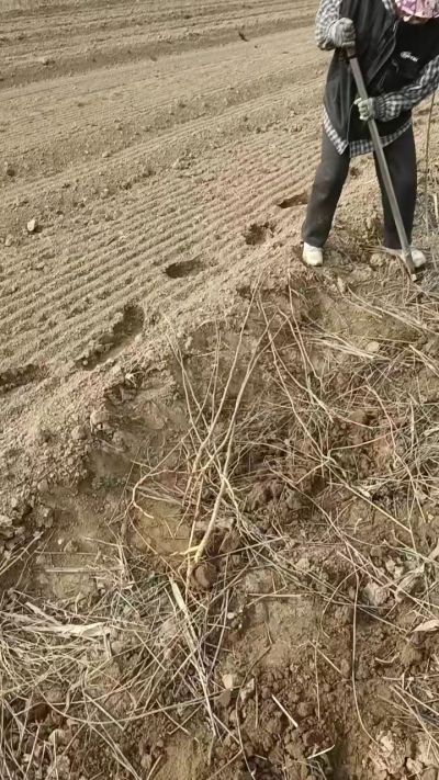 臭椿苗，一年籽播苗，地径0.5/1公分以上。需要联系18534302961