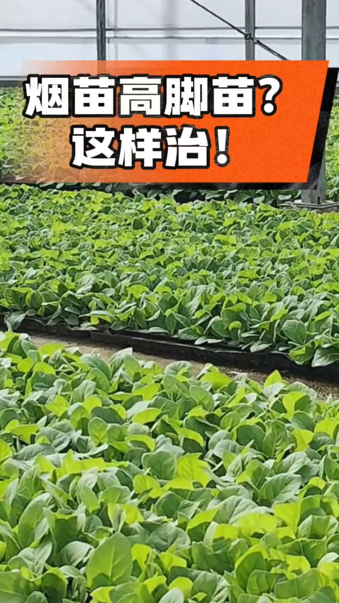 烤烟齐苗期管理关键：精准控温，防高脚苗，培育壮苗好上手！