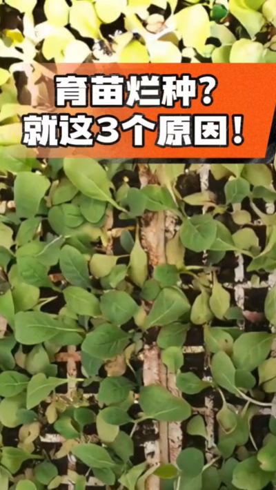 烤烟育苗烂种？3个原因讲清楚！消毒、控水、控温，做到就苗齐苗壮🔥
#烤烟育苗 #烤烟种植 #烂种防治 #烟农