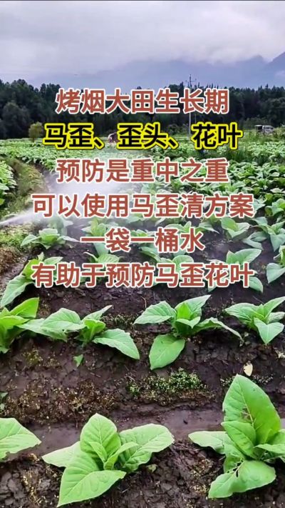 烤烟大田生长期，马歪歪头花叶预防是重中之重，可以使用马歪清方案，一袋一桶水，有助于预防马歪花叶。
烤烟管理早做一步，后期少操心！#烤烟种植#烤烟管理#烤烟大田管理#烤烟病害防治
